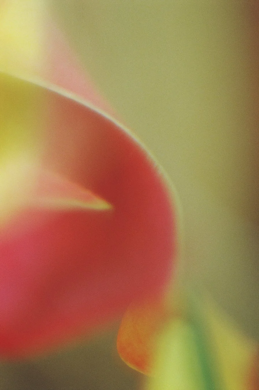 抽象的な花びらのグラデーション