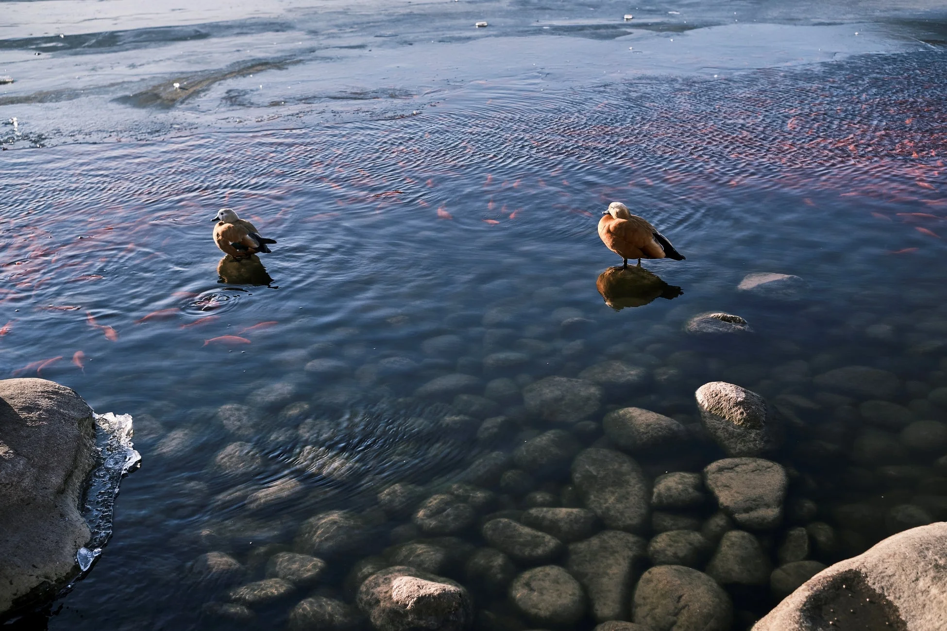 水辺のカモと魚