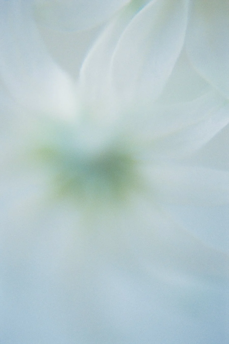 白い花のクローズアップ