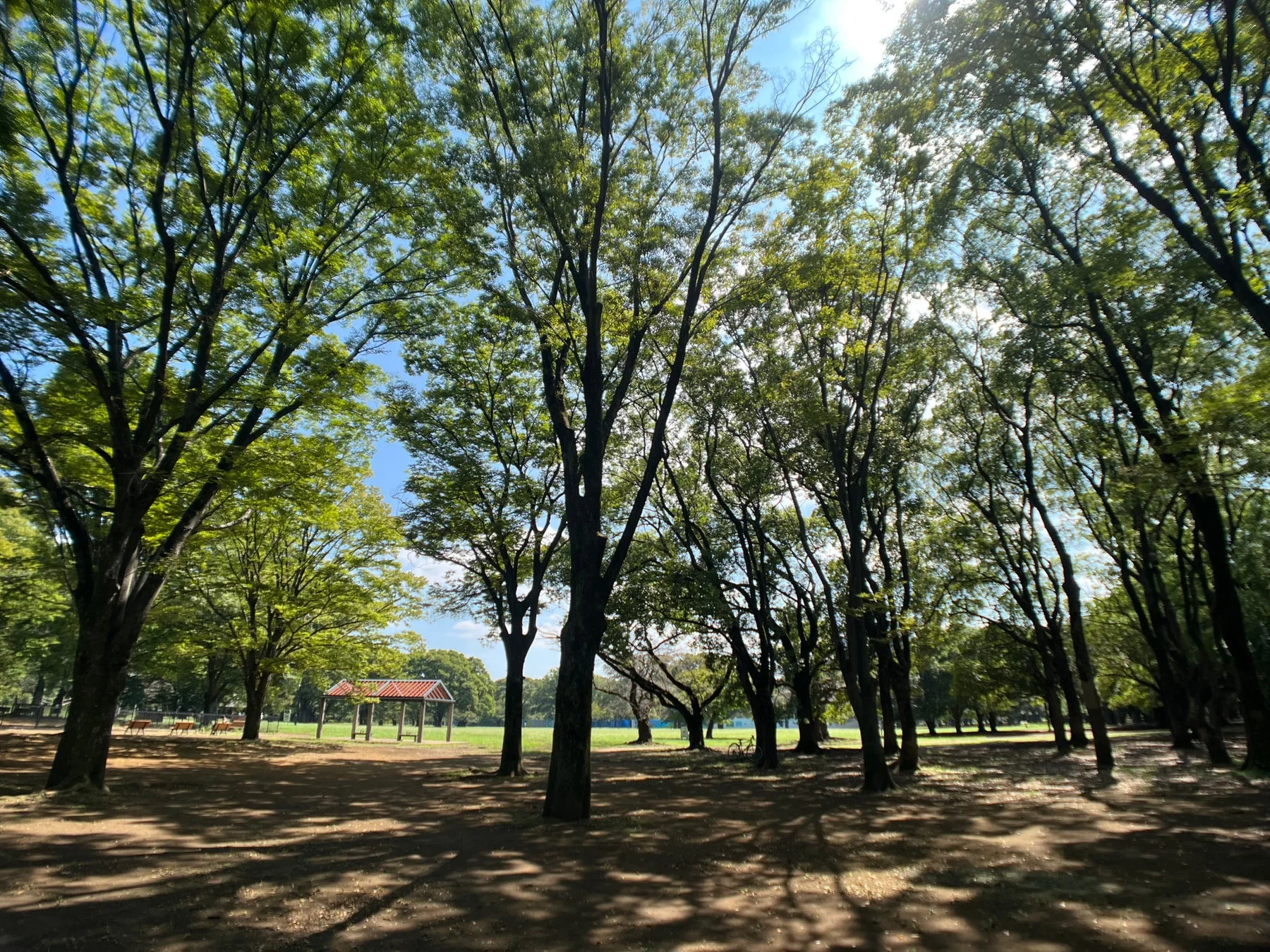 フィッシュアイレンズ