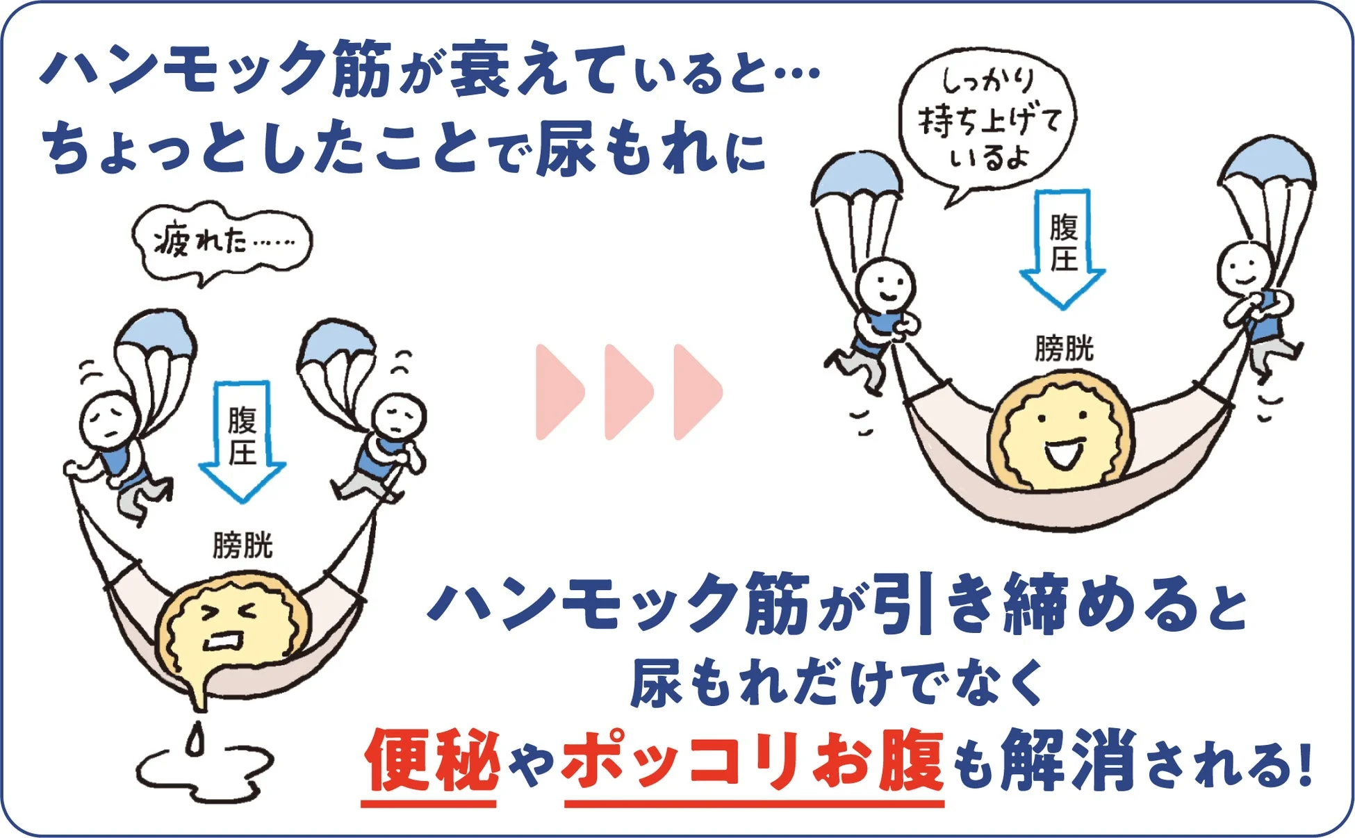 ハンモック筋が衰えていると…ちょっとしたことで尿もれに 疲れた…… 腹圧 膀胱 しっかり持ち上げているよ ハンモック筋が引き締めると尿もれだけでなく便秘やポッコリお腹も解消される!