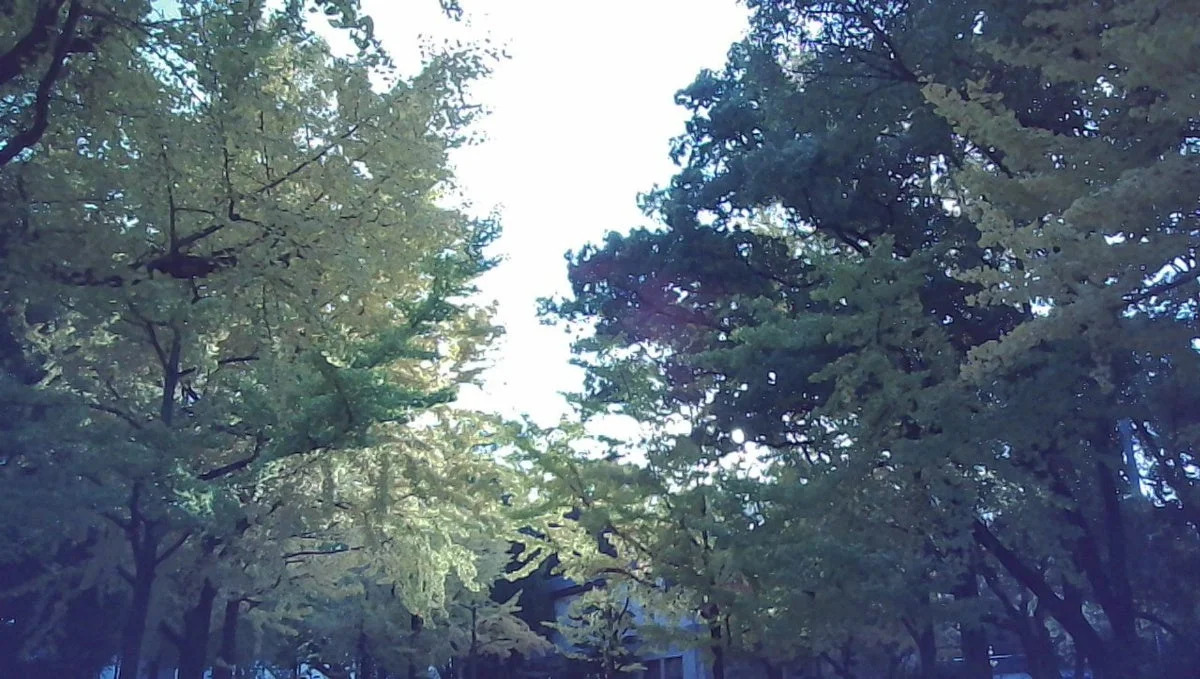 木々を撮影した写真