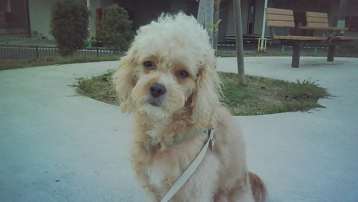 犬を撮影した写真