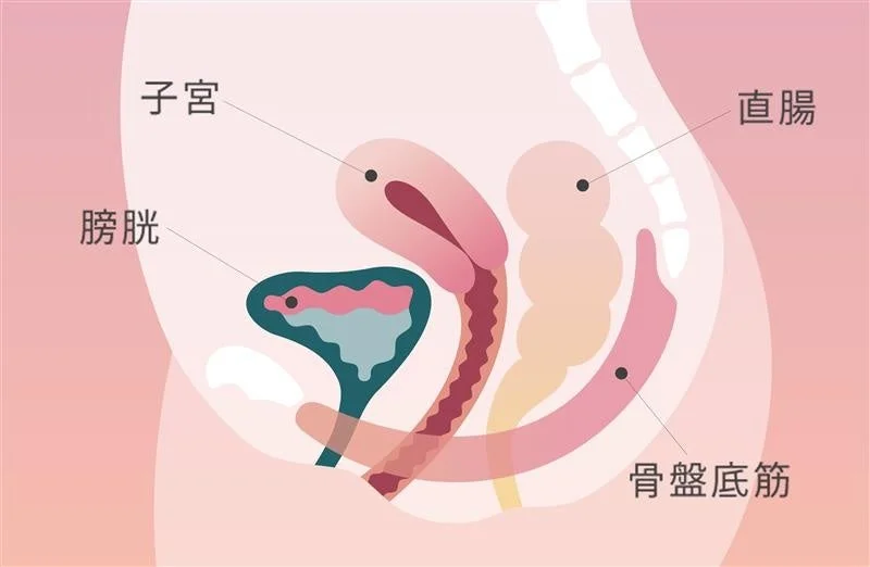 女性の骨盤内臓器の解剖図