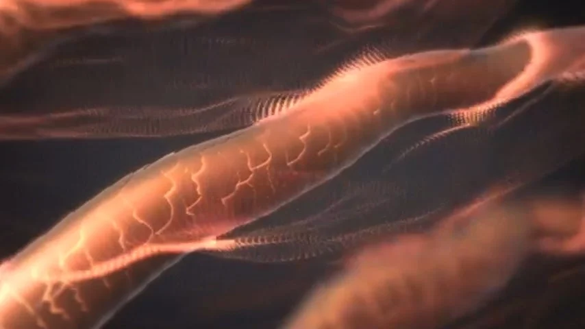 髪の毛のミクロ構造