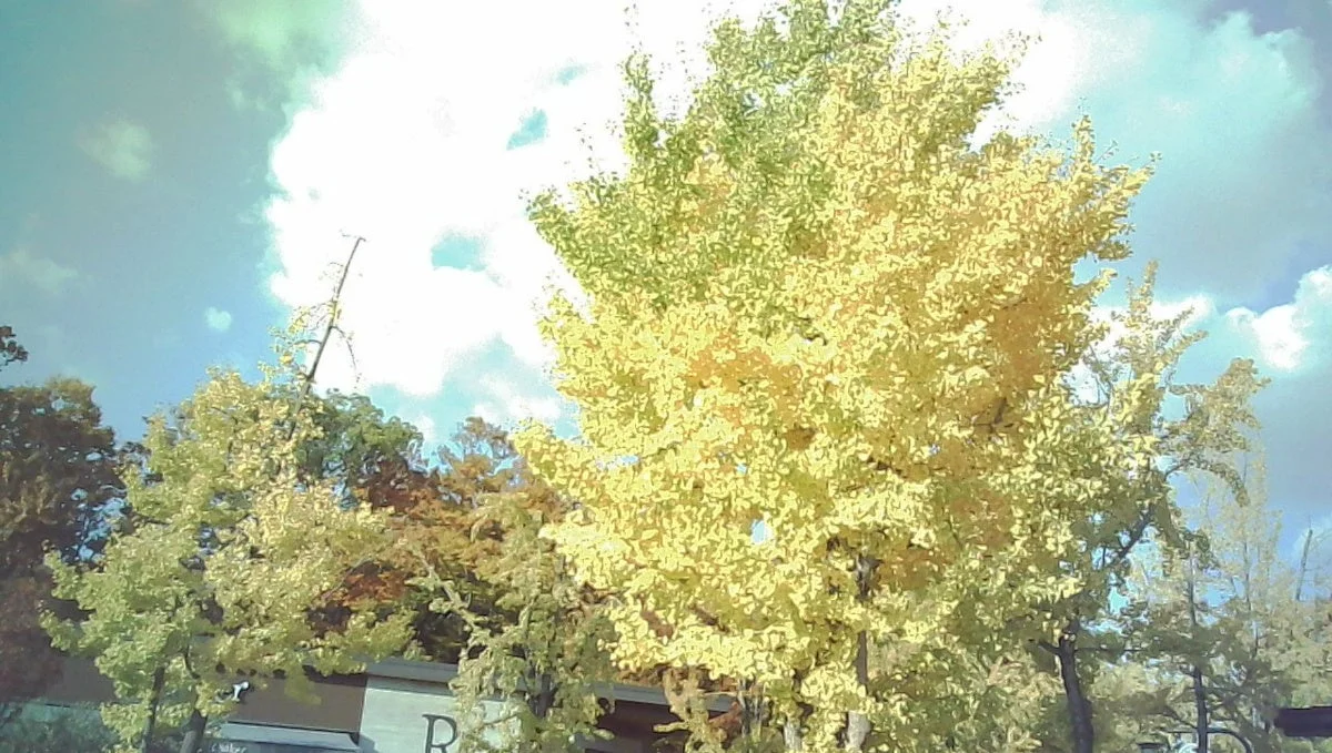 紅葉を撮影した写真