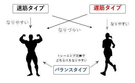 速筋タイプ、遅筋タイプ、バランスタイプという3つの筋肉タイプと、それぞれの体型へのなりやすさ、そしてトレーニングによる変化を示した図