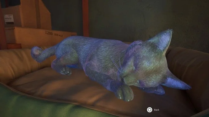 ペットベッドで眠る猫