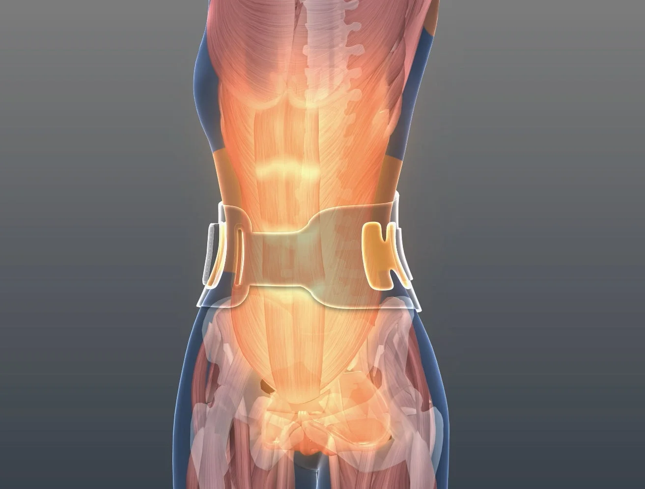 腰部を透視した3D解剖モデルとサポート装具