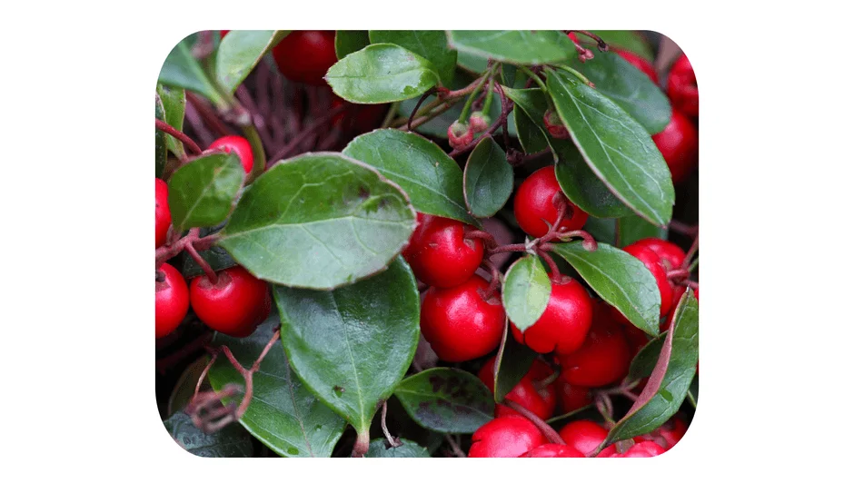 ウィンターグリーン