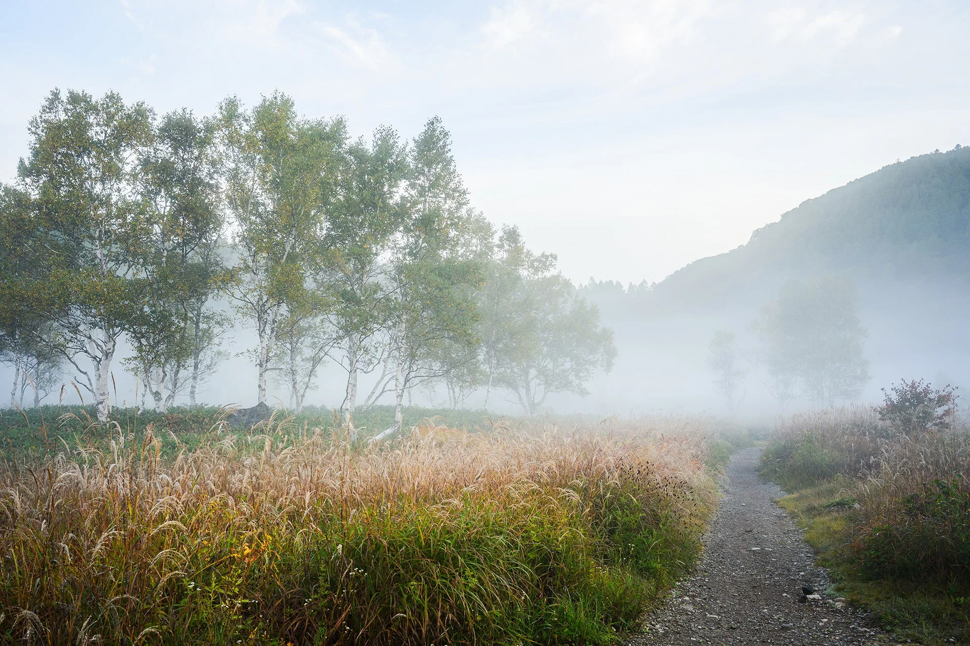 霧が立ち込める早朝の自然風景