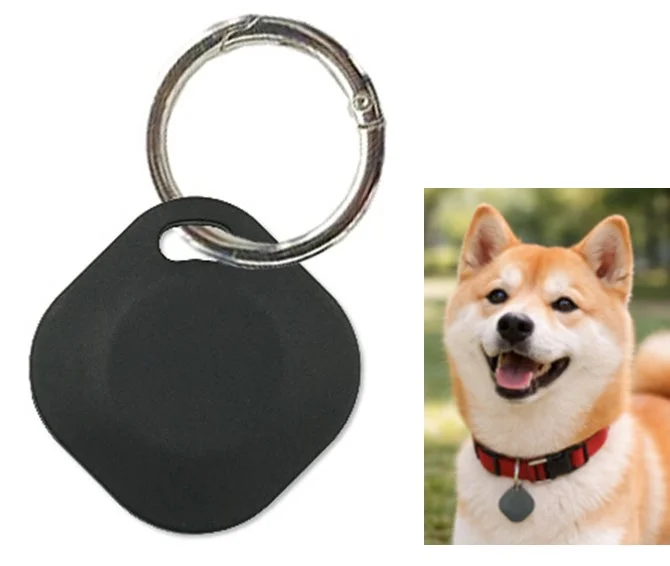 首輪に付けられたタグと柴犬