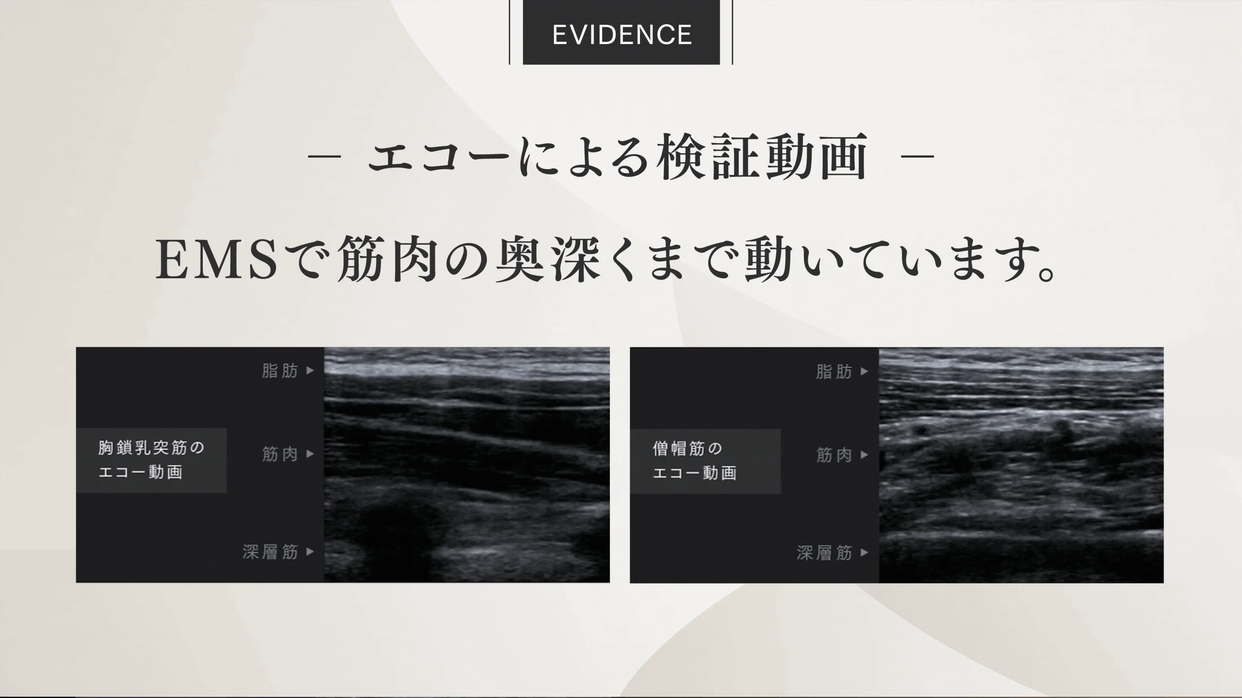 EMSによる筋肉の深層への作用を示すエコー動画