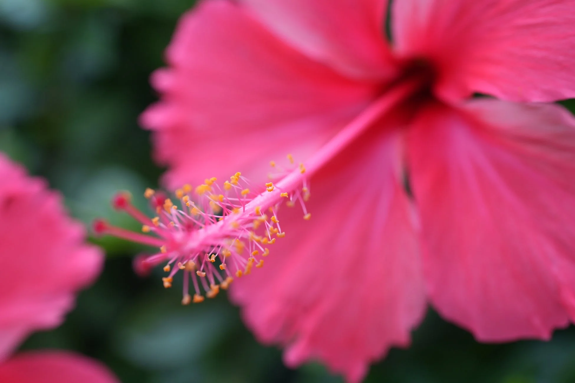 ピンクのハイビスカスのマクロ写真