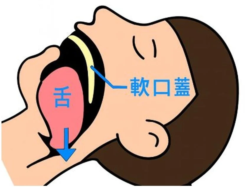 舌と軟口蓋の図
