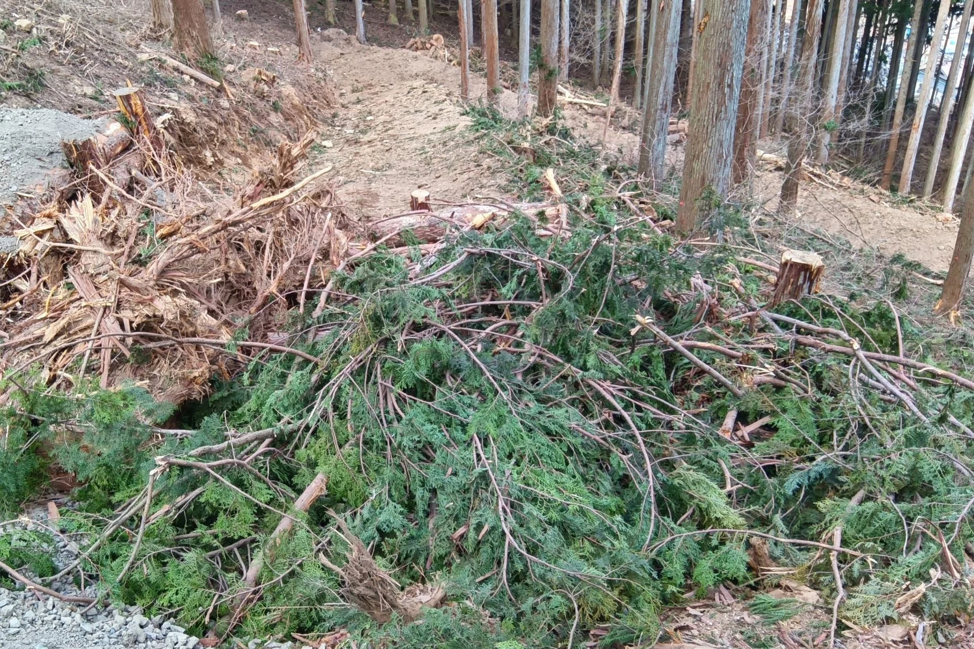 伐採後の森林の様子