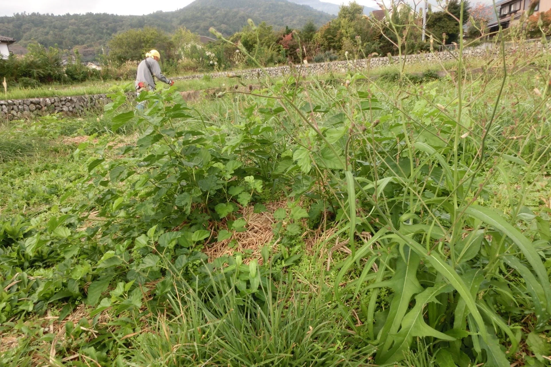 草刈り機で畑の雑草を刈る人