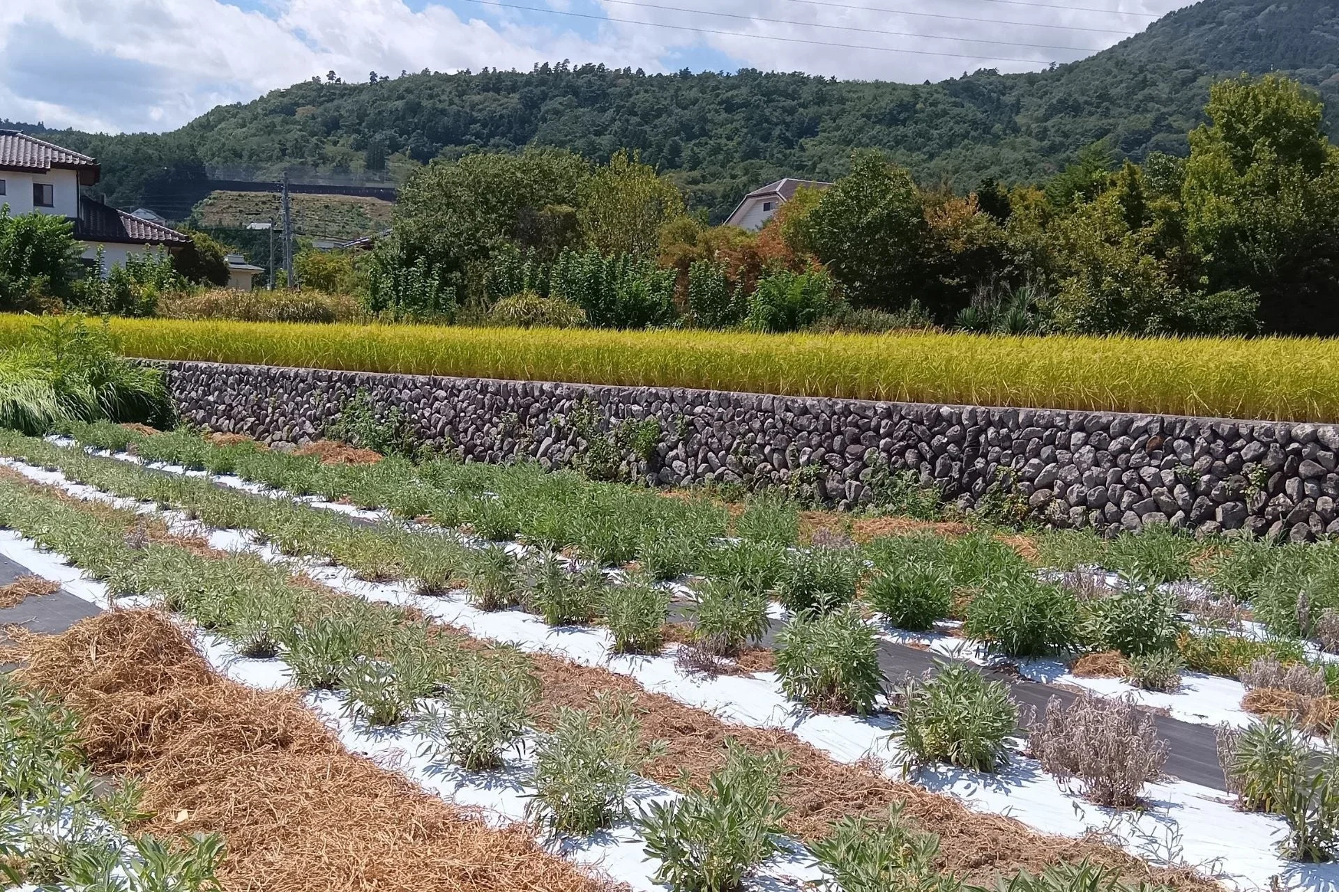 白いマルチシートが敷かれた作物畑と水田の風景