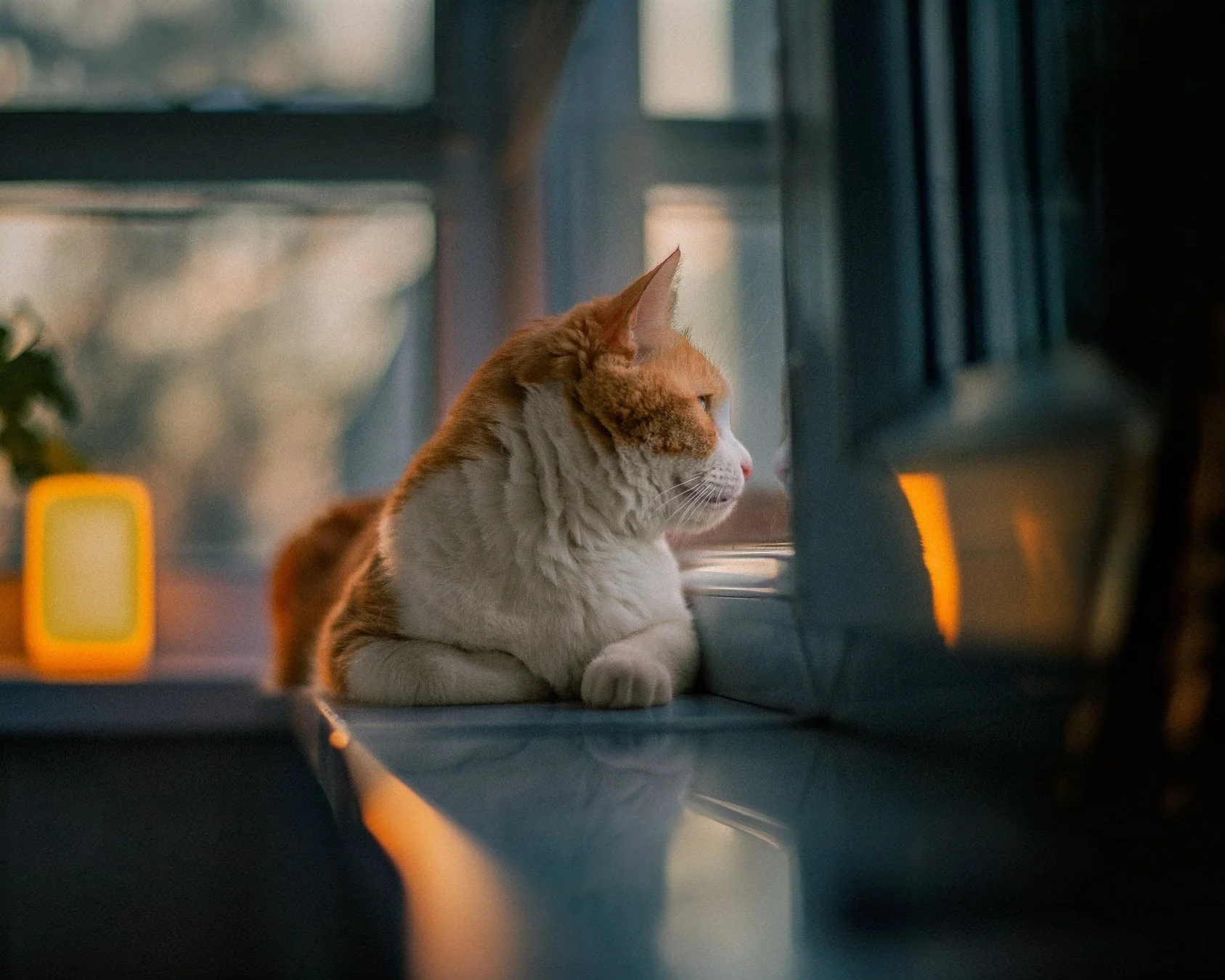 猫のポートレート