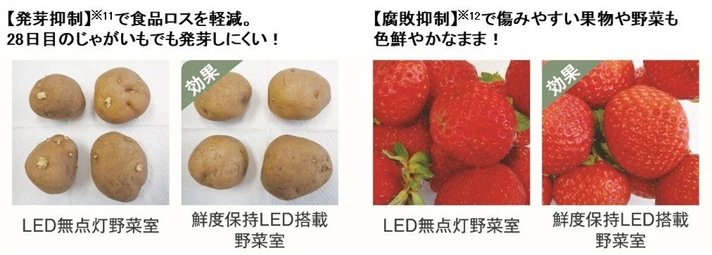 鮮度保持LEDによる発芽・腐敗抑制効果