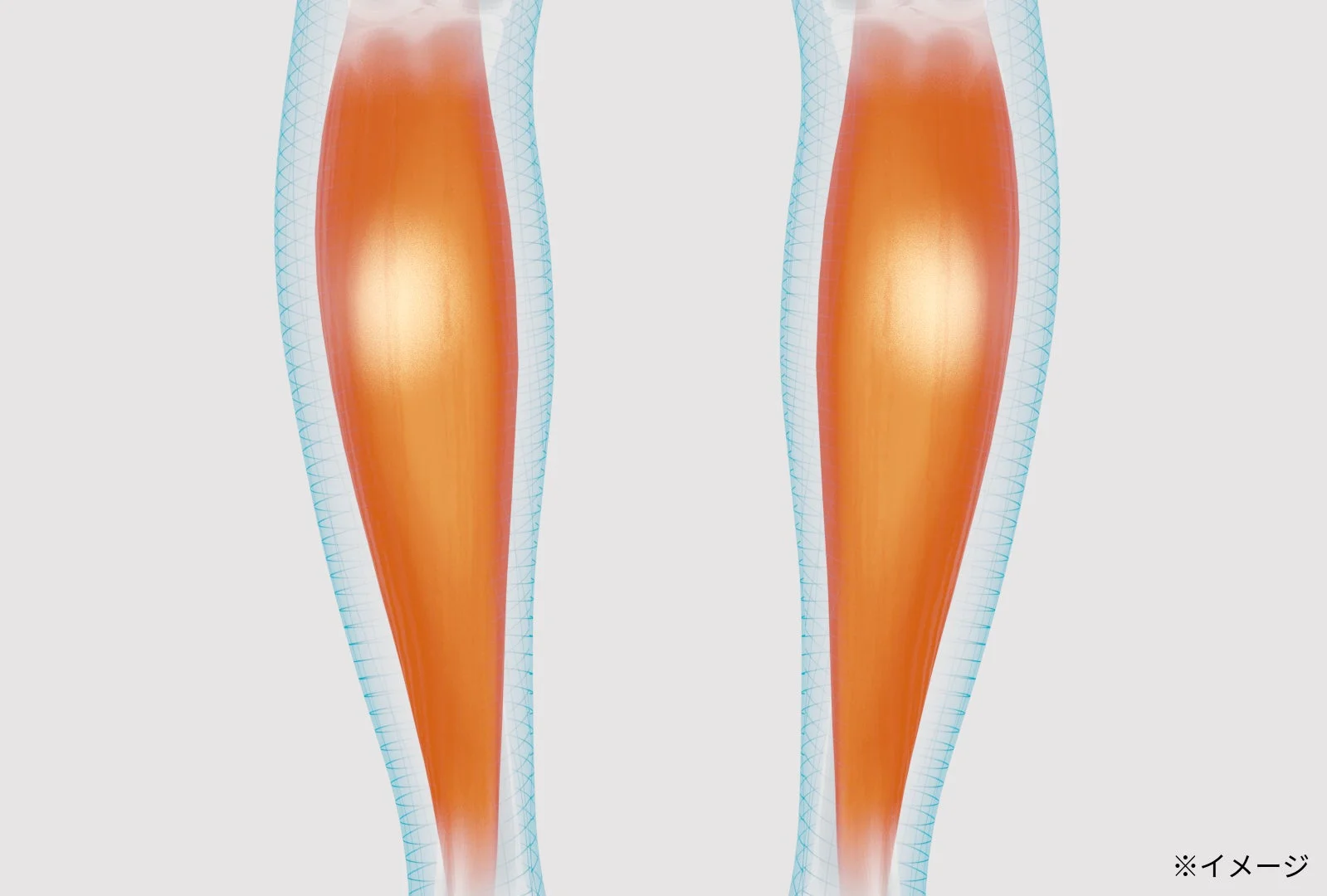 人間のふくらはぎの筋肉を3Dで表現した医療・解剖学的なイラストです。オレンジ色で強調された筋肉は、青いメッシュ状の構造に囲まれ、運動やサポートの概念を示唆しています。