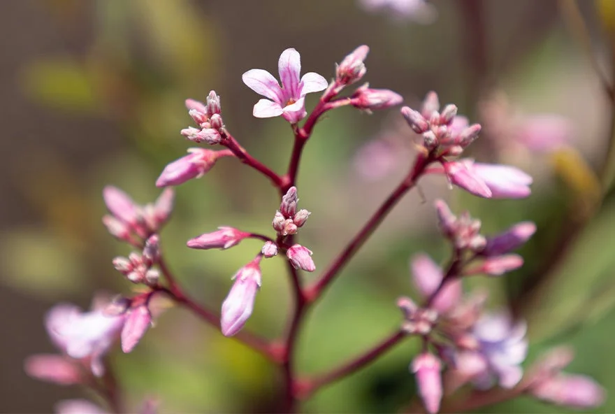 ピンク色の小さな花やつぼみ