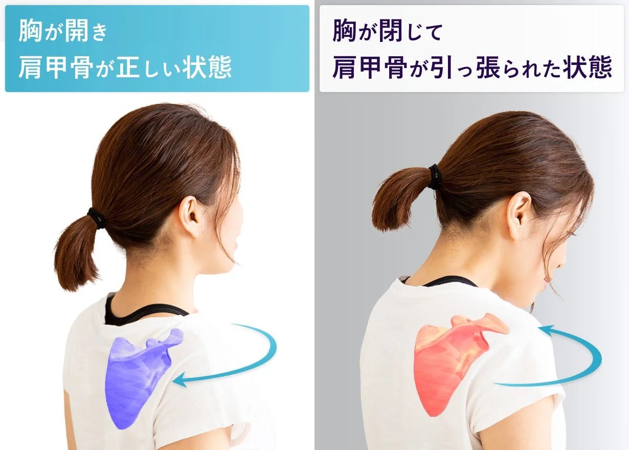 胸が開いた状態と閉じた状態の比較