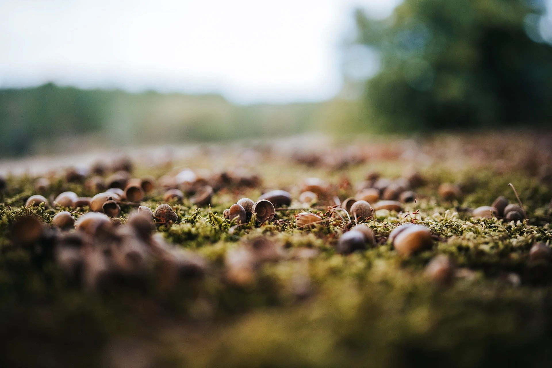 苔むした地面に散らばるどんぐり