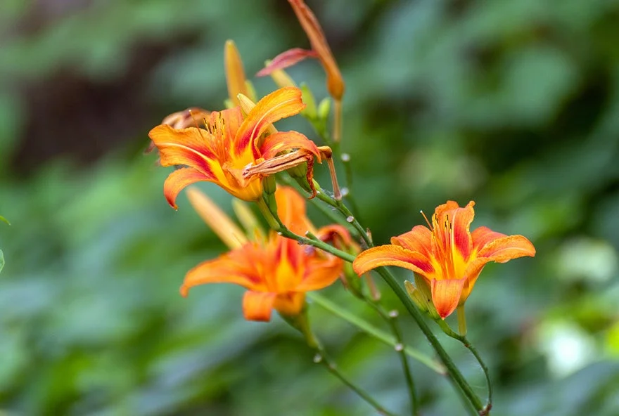 鮮やかなオレンジ色のデイリリー