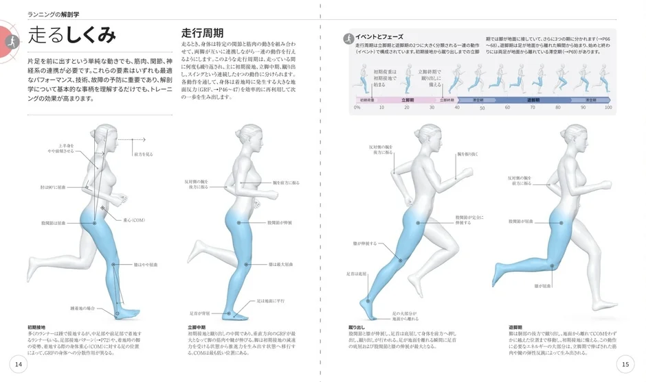 ランニングの解剖学