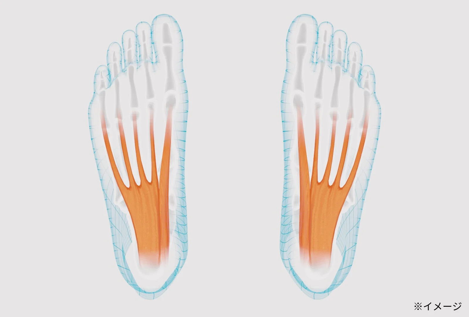 足の裏の骨と筋肉(腱)の内部構造を透明なイラストで示した画像です。足の解剖学的な特徴が分かりやすく描かれています。