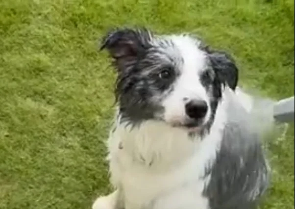 芝生の上で水浴びをしているボーダーコリーの姿を捉えた画像です。犬は水に濡れており、表情からは少し驚いているようにも見えます。
