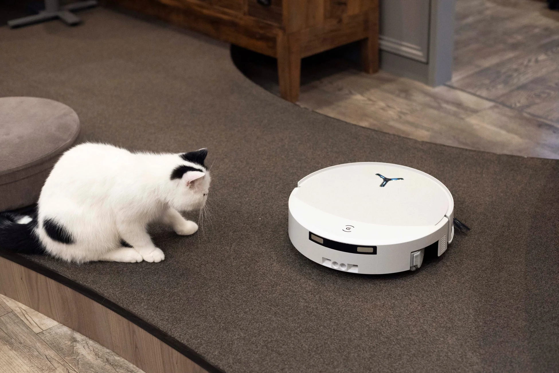 ロボット掃除機を見つめる猫