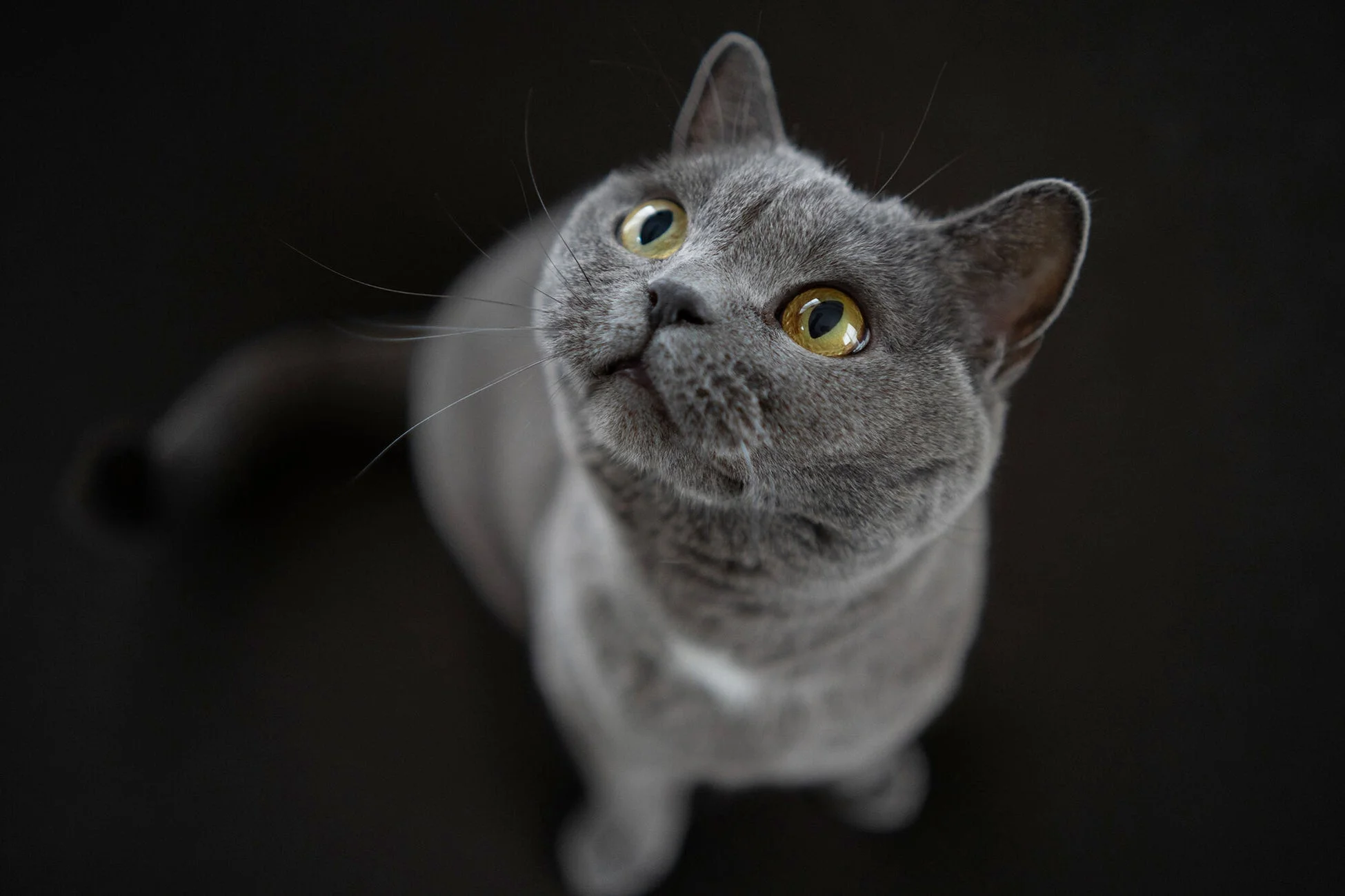 猫のポートレート
