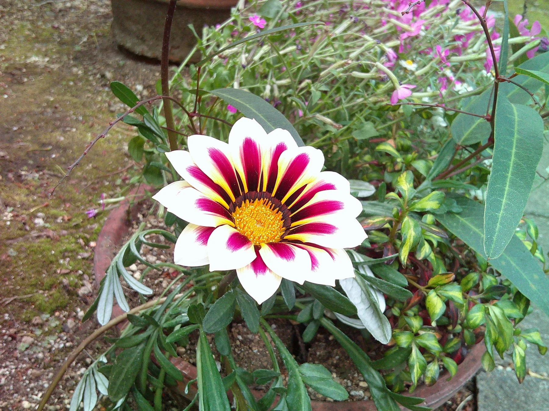 鮮やかなガザニアの花
