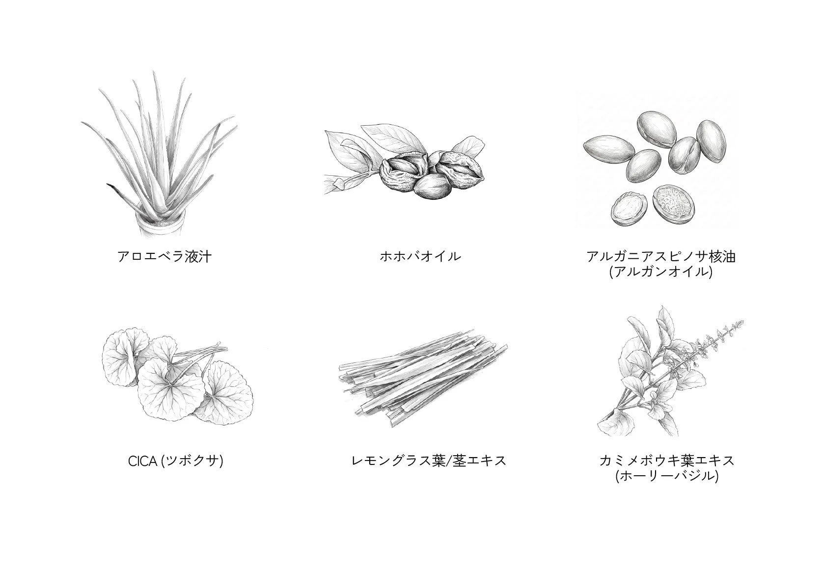 アロエベラ、ホホバオイルなどの天然成分のイラスト