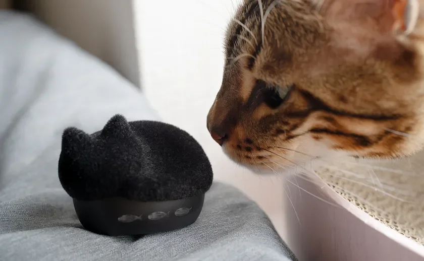 ベンガル猫が、魚の模様がデザインされた黒い猫型のおもちゃに興味津々で近づき、匂いを嗅いでいる