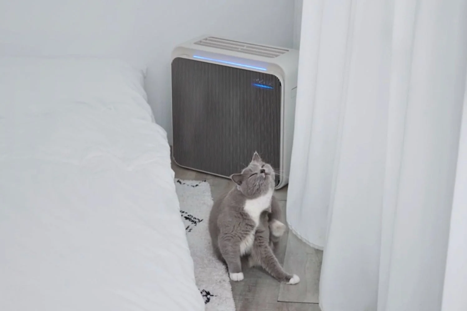 寝室で白い空気清浄機の隣にいる猫