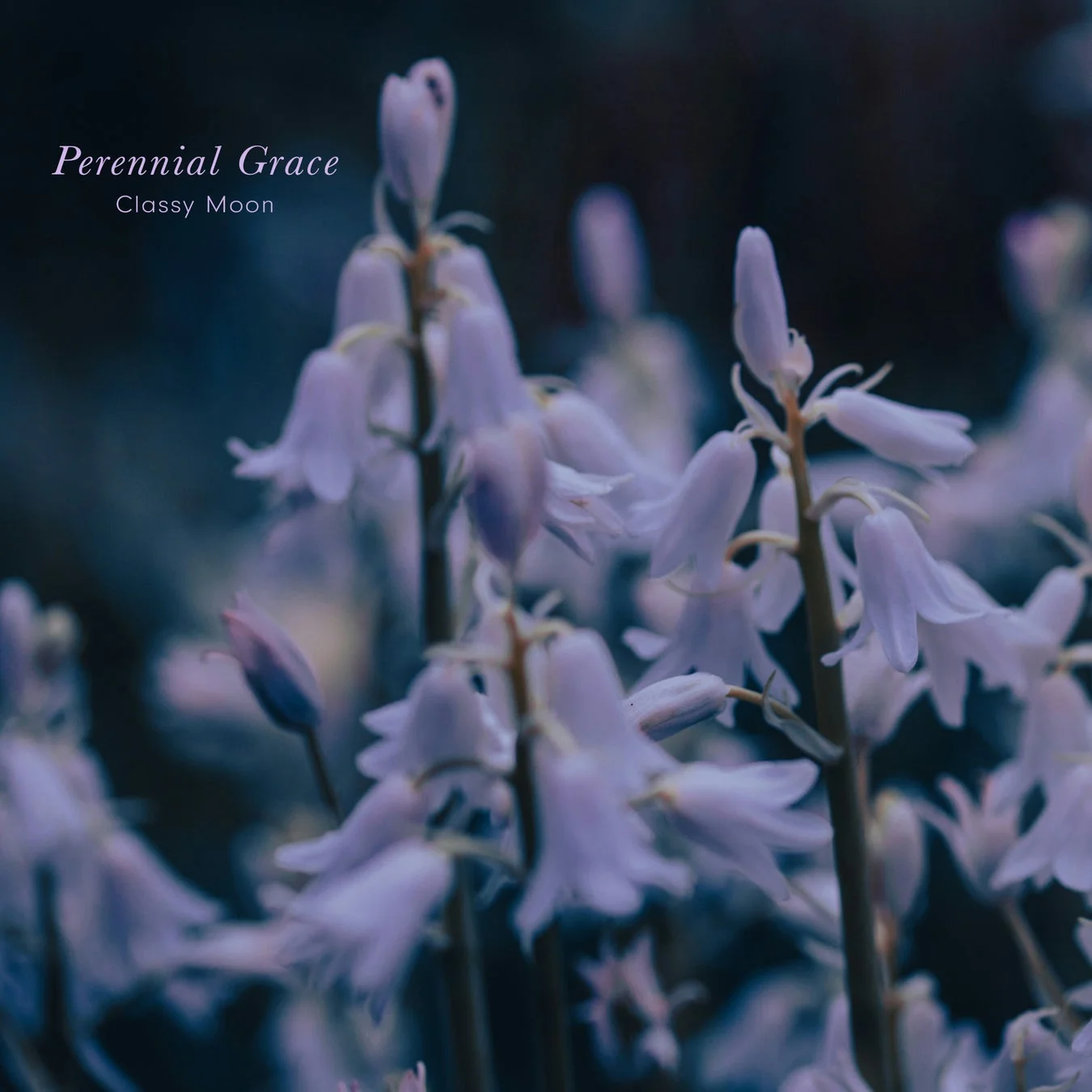 Perennial Grace Classy Moon