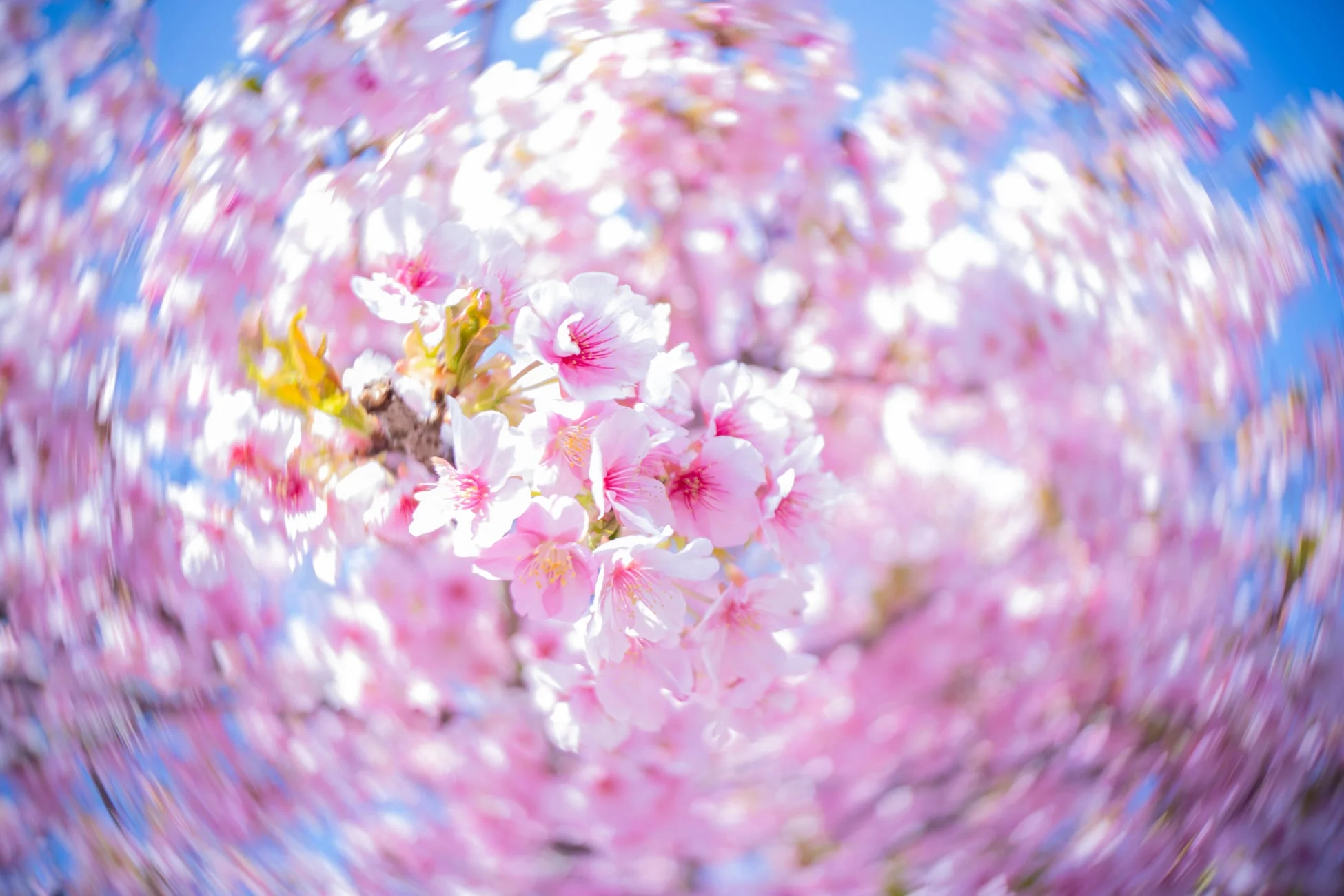桜の渦巻きボケ