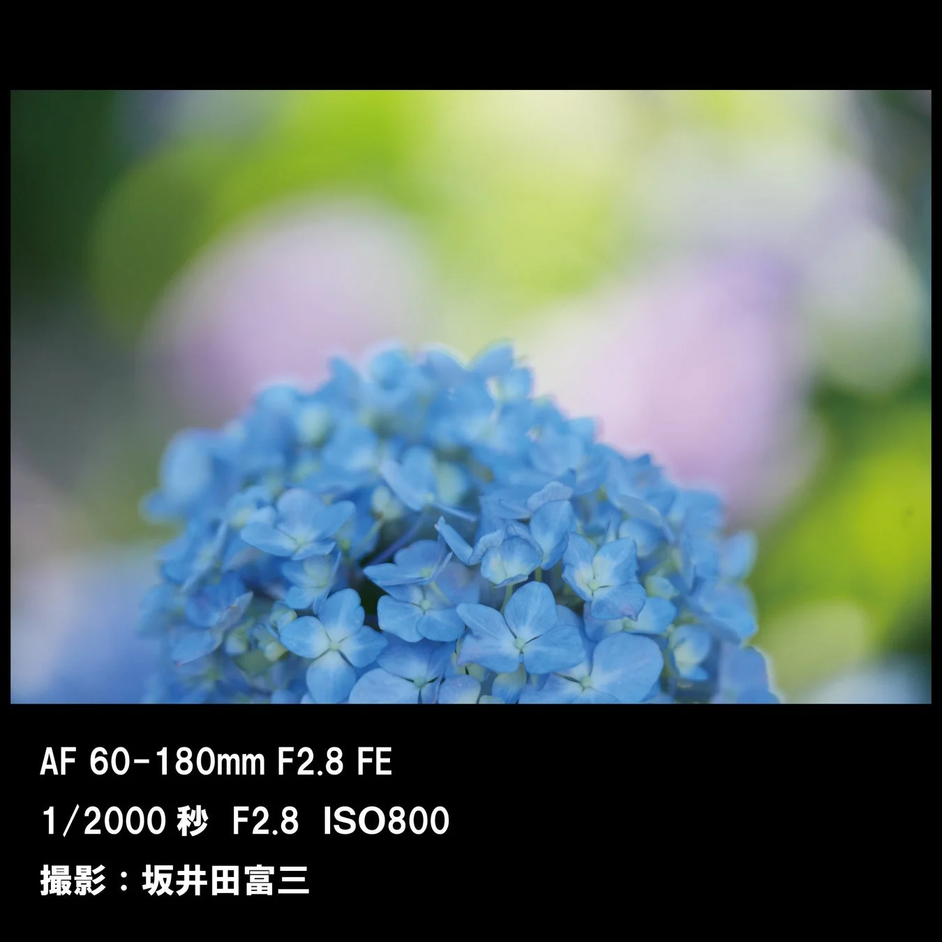 青い紫陽花のクローズアップ