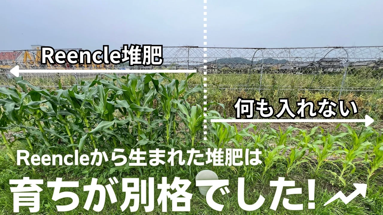 Reencle堆肥で育ったトウモロコシの比較