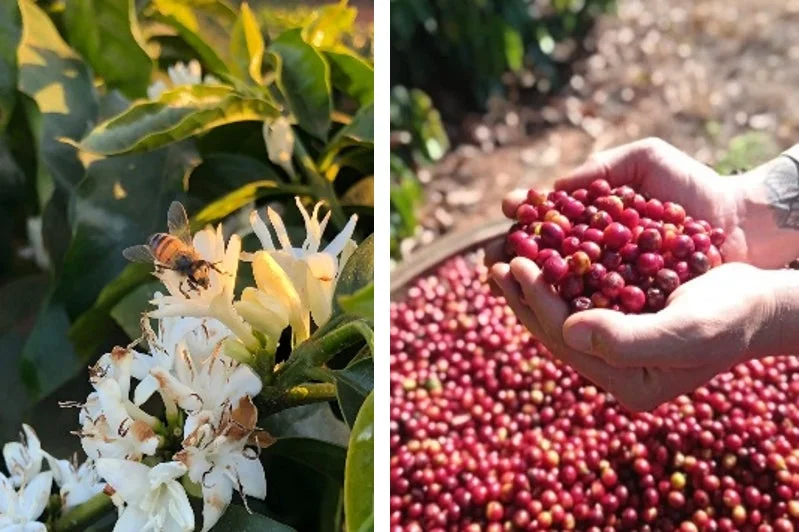 コーヒーの花とコーヒーチェリー