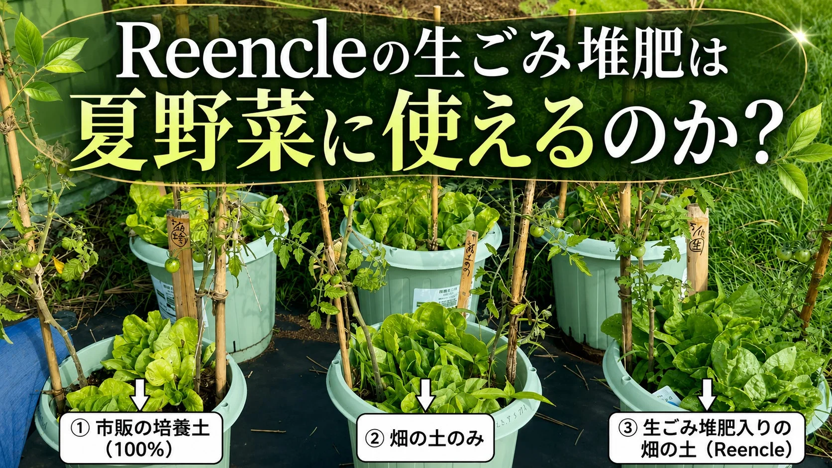 Reencleの生ごみ堆肥が夏野菜に使えるかの比較実験