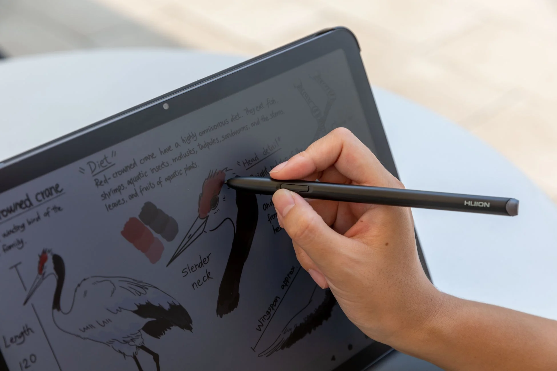 タブレットでタンチョウのイラストを描く様子