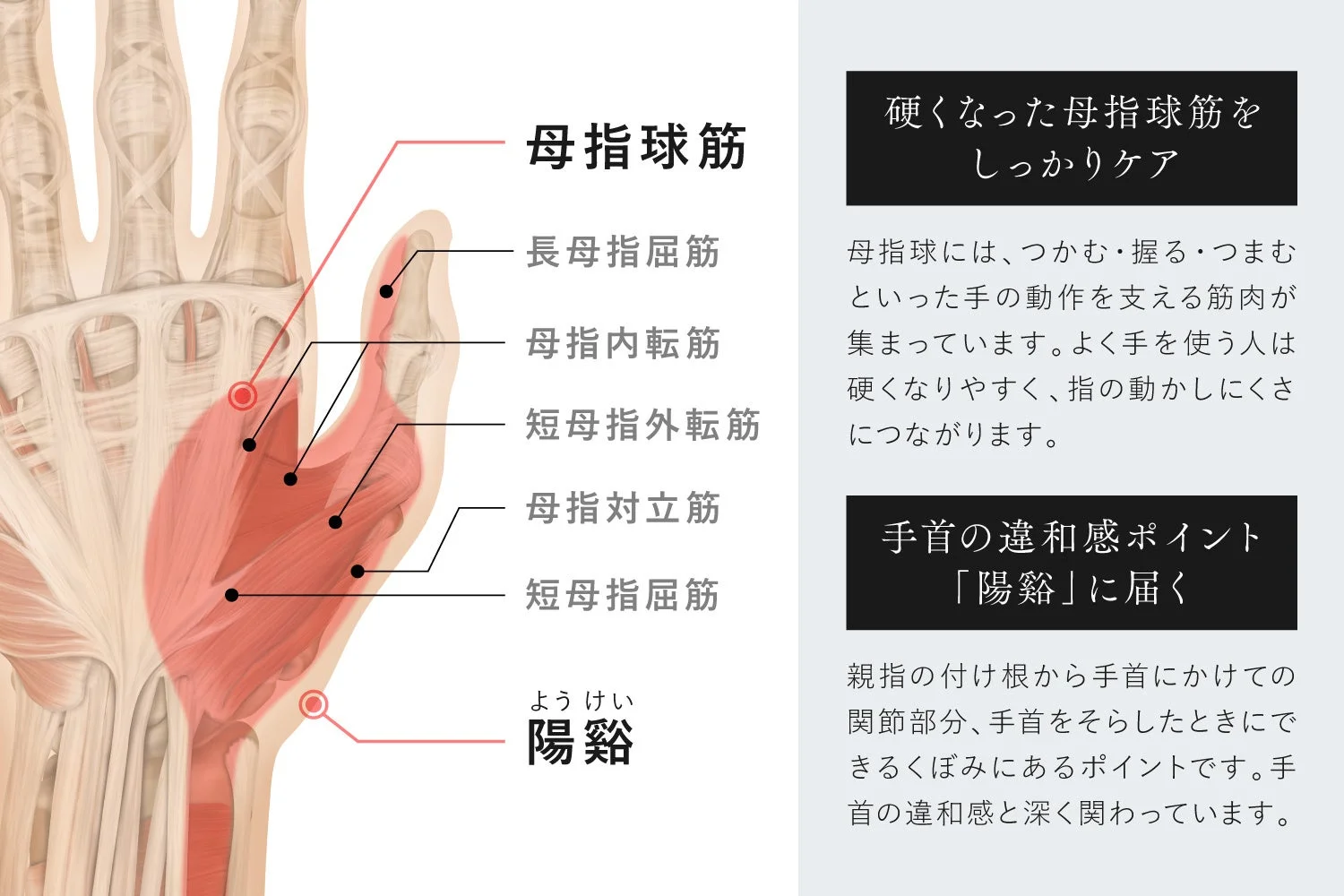 母指球筋と陽谿
